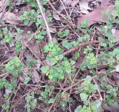 Chenopodium robertianum