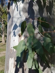 Eucalyptus tereticornis