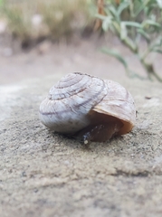 Oreohelix strigosa