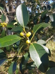 Ficus rubiginosa