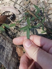 Glycine tabacina