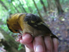 Ploceus sanctithomae