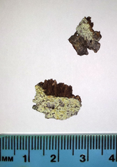 Pertusaria puffina