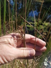 Juncus usitatus