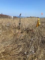 Castilleja levisecta
