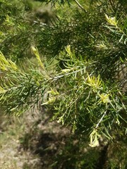 Melaleuca linariifolia