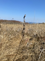 Castilleja levisecta