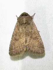 Protorthodes texana