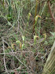 Pterostylis acuminata