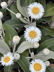 Pachystegia insignis