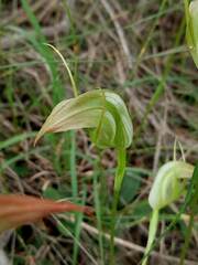 Pterostylis acuminata