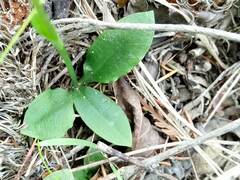 Pterostylis acuminata
