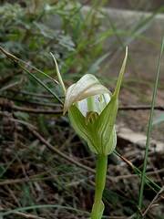 Pterostylis acuminata