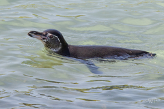 Spheniscus mendiculus