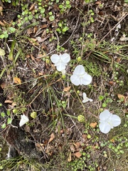 Libertia