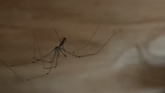 Pholcus phalangioides