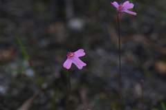 Utricularia multifida