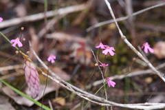 Utricularia multifida