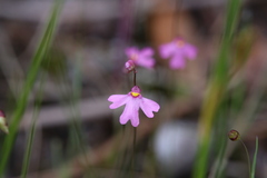 Utricularia multifida