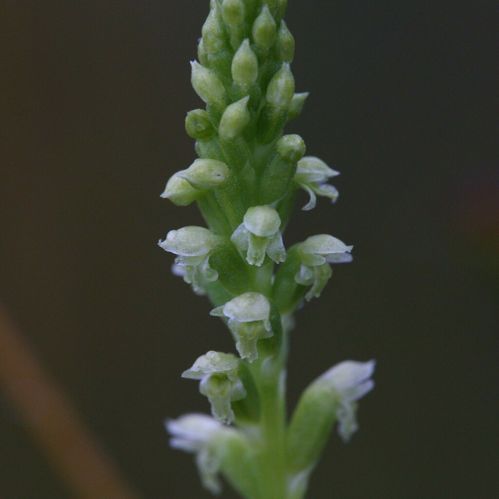 Microtis alboviridis