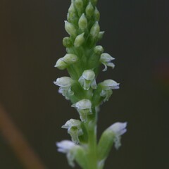 Microtis alboviridis