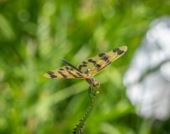 Rhyothemis graphiptera