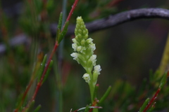 Microtis alboviridis