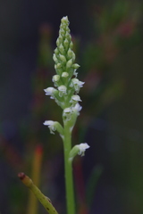 Microtis alboviridis