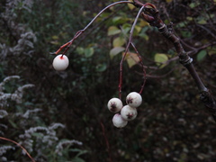 Sorbus cashmiriana