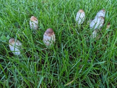 Coprinus