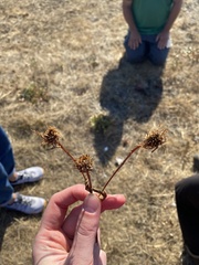 Grindelia integrifolia