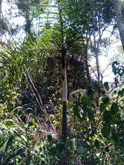 Dypsis