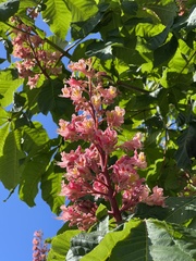Aesculus × carnea