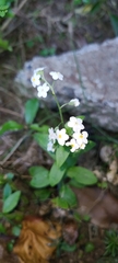 Myosotis lytteltonensis