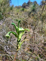 Anigozanthos viridis