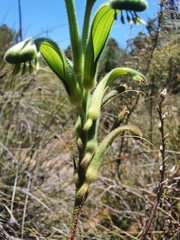 Anigozanthos viridis