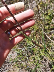 Anigozanthos viridis