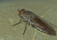 Anabarhynchus triangularis