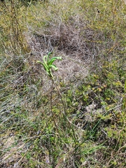 Anigozanthos viridis