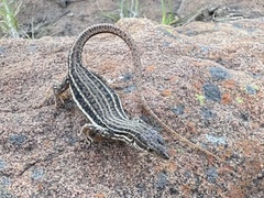 Pedioplanis burchelli