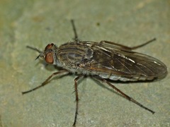 Anabarhynchus triangularis