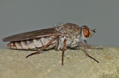 Anabarhynchus triangularis