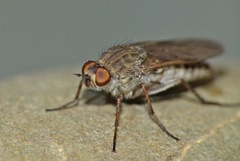 Anabarhynchus triangularis