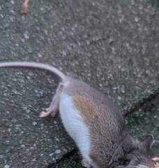 Peromyscus maniculatus