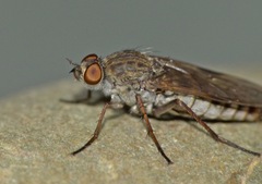 Anabarhynchus triangularis