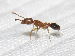 Tetramorium bicarinatum