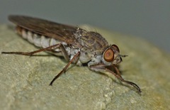 Anabarhynchus triangularis