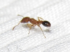Tetramorium bicarinatum
