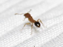 Tetramorium bicarinatum