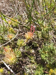 Adenanthos meisneri